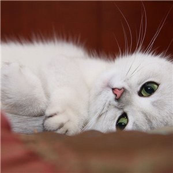 Довольная кошка