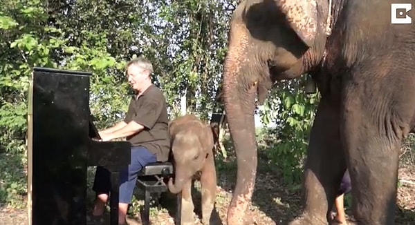 Специалисты говорят, что классическая музыка помогает животным забыть пережитое и абстрагироваться от неприятных воспоминаний.