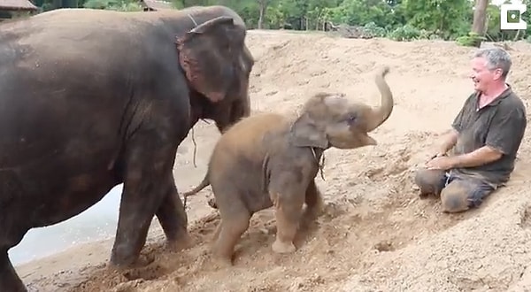 Слоны, с которыми поработал Пол, выглядят намного счастливее тех, что еще не успели пройти музыкальную терапию.