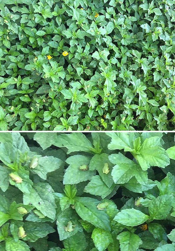 6. Вы видите лягушат?