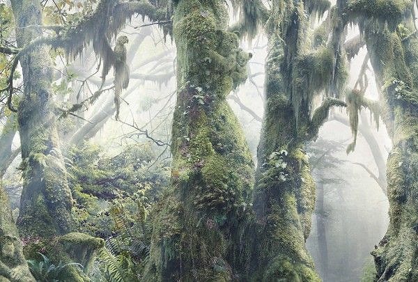 Джунгли зовут!