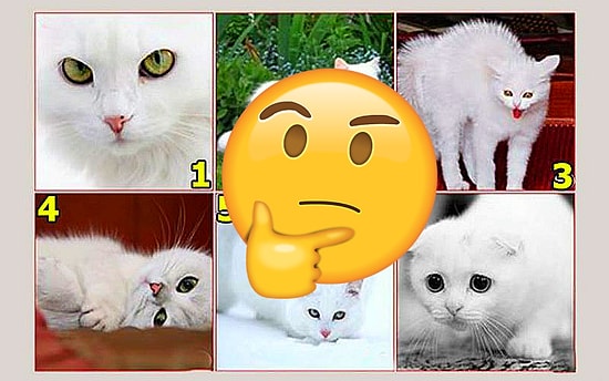 Тест: То, какую кошку вы выберите, расскажет о вашем истинном состоянии сейчас