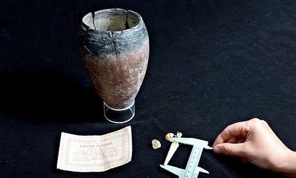 6. Горшок Петри