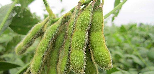 2 metre yüksekliğe kadar büyüyen ve yeşil, alçak bir bitki olan soya fasulyesi, gerekli olan diğer besin maddeleri ile de doludur.