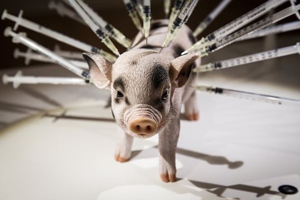 9. Поросенок