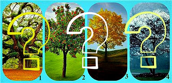 Тест: Выберите одно из деревьев, чтобы узнать, за что вас уважают окружающие