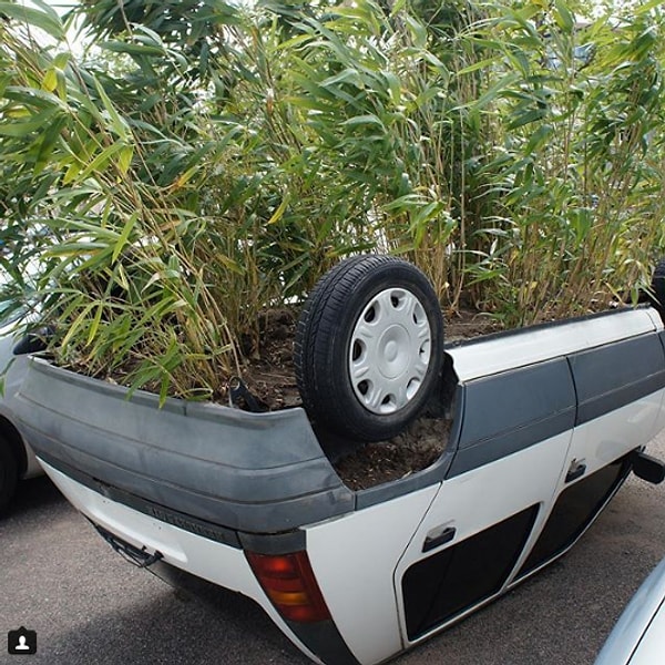 5. Джунгли на улицах города.