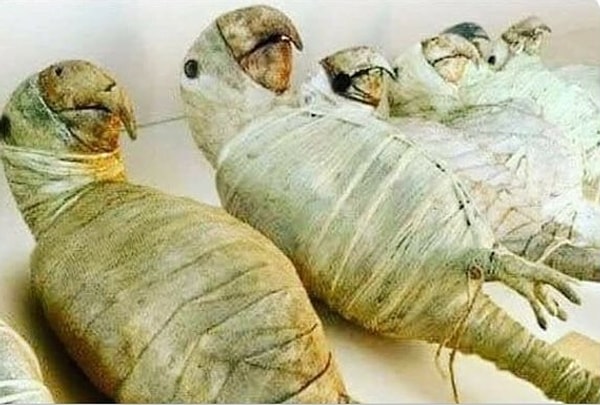 12. В Древнем Египте мумифицировали не только людей, но и животных.