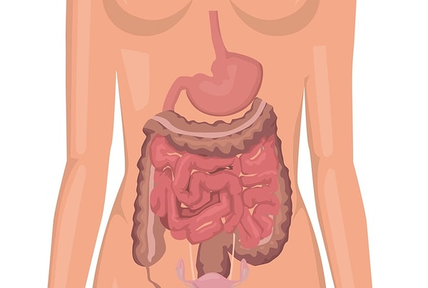 9. Почему урчит в животе?
