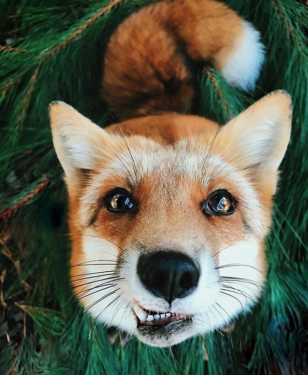 3. И если вредный пес все же занял их место, то они умеют изображать взгляд кота из "Шрека" и просить уступить. Ну как тут устоишь?