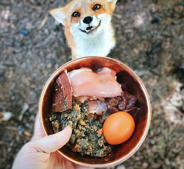 4. А еще хитрюги используют этот взгляд для того, чтобы выпросить у хозяйки порцию вкусняшек.