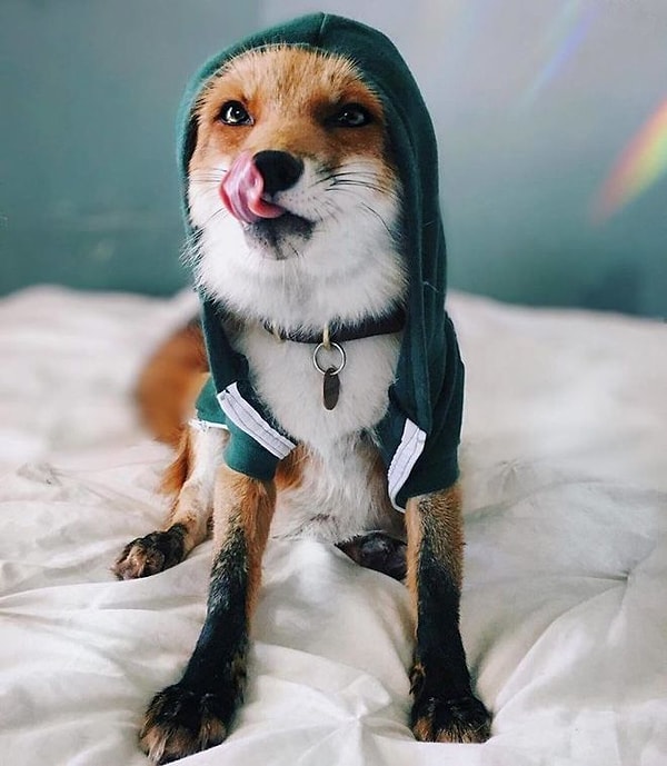 5. Лисы ужасно не любят, когда на них надевают дурацкую одежду, но терпят. Чего не сделаешь для хорошего снимка.