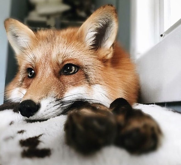 6. Иногда лису просто необходимо побыть одному и подумать о смысле жизни. В такие моменты его лучше не трогать.