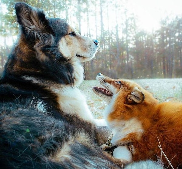 12. "Ну, поиграй со мной. Я же не отстану".