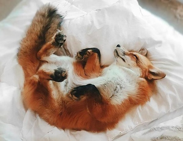 15. "Я опять хочу спать".