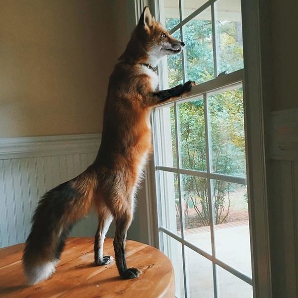 19. А еще они очень преданные и всегда ждут прихода хозяйки у окна.