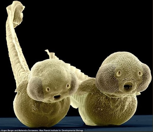 2. Так выглядят личинки рыбок Данио под микроскопом