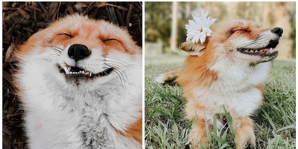 Ничем не хуже других домашних питомцев: Забавные фото ручных лис