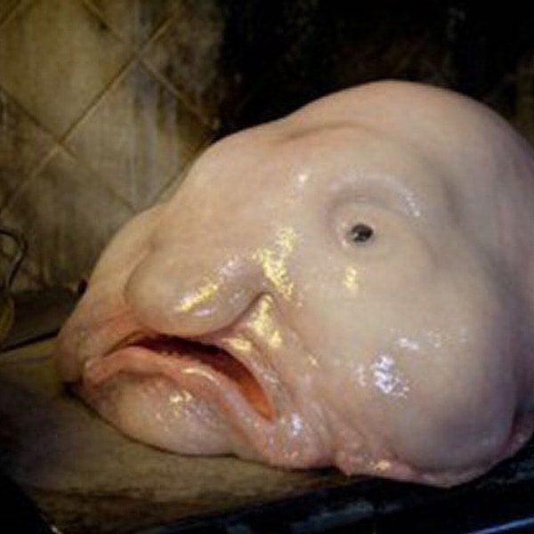 1. Рыба-капля