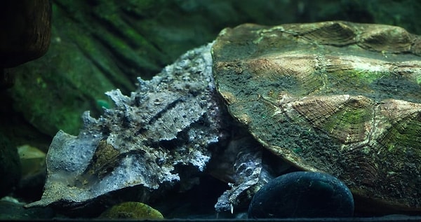 8. Бахромчатая черепаха