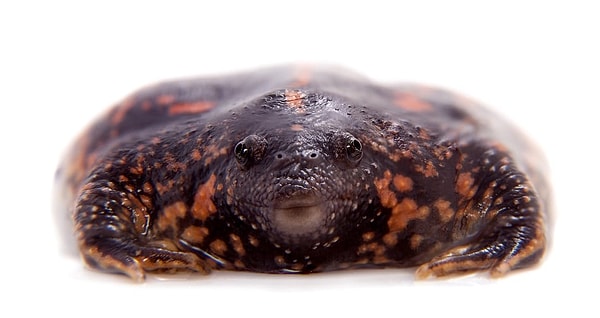 10. Носатая жаба