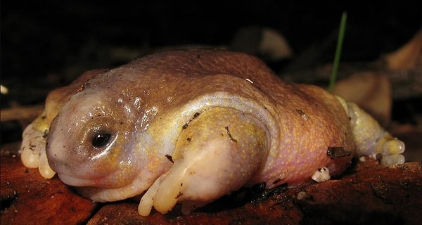 13. Лягушка-черепаха