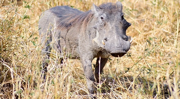 14. Бородавочник