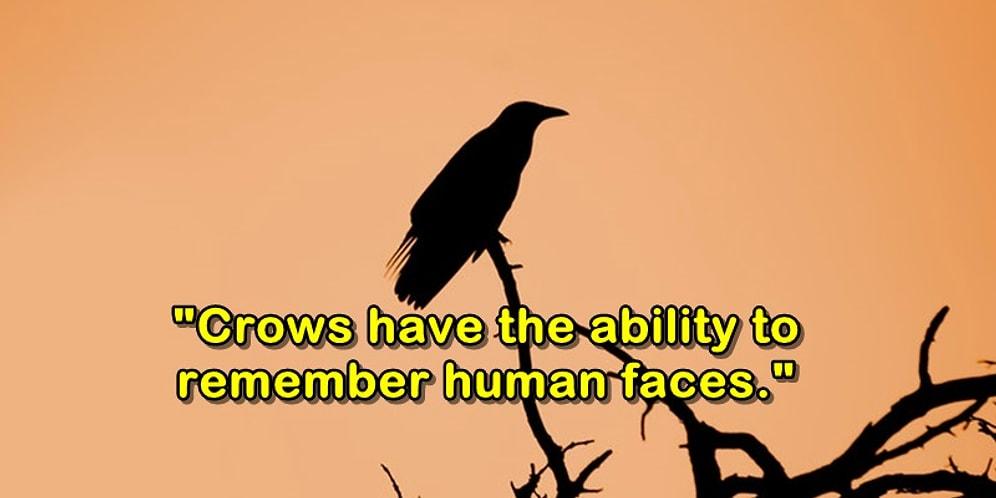 16+ Creepy Facts To Will Make Your Skin Crawl!