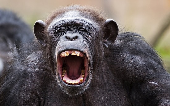 Uzun Yaşamanın Sırrını Şempanzelerden Öğrenebilirsiniz: Çevrenizle İyi Geçinin ve Herkese İyi Davranın!