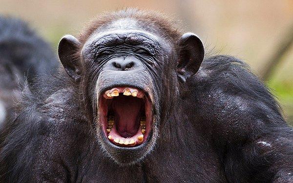 Yakın zamanda yapılan bir çalışmaya göre, gözlem altında tutulan şempanzelerde uzun yaşamanın sırrının oldukça duygusal gerçeklere dayandığı ortaya çıktı!