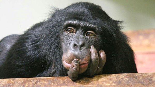 Hayvan psikolojisini inceleyen bilim insanları, şempanzeleri insanlar için kullanılan kişilik özelliklerini kullanarak değerlendirdiklerinde, bonobolar gibi bize daha yakın akrabalarından daha çok benzer bir yayılma gösterdiğini belirtmişlerdir.