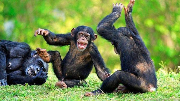 Şempanzelerin başka hiçbir kişilik özelliği, ömürlerinde bir etkiye sebep olmadı.
