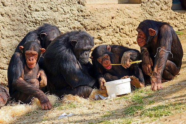 Bu bağlamda bilim insanları, gençken çiftleşmede başarısız olan erkek maymunların, daha uzun yaşayarak neslini sürdürmek için ileri yaşlarda şansını tekrar denediğini varsayıyorlar.