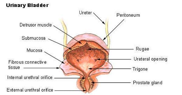 "Karın boşluğunun iç astarındaki göbek deliğine pariyetal periton denir. Bu yapı oldukça hassastır ve duyu sinir lifleri, mesaneden ve üretradan bu hissi veren sinirler ile aynı seviyede omuriliğe geri döner.''