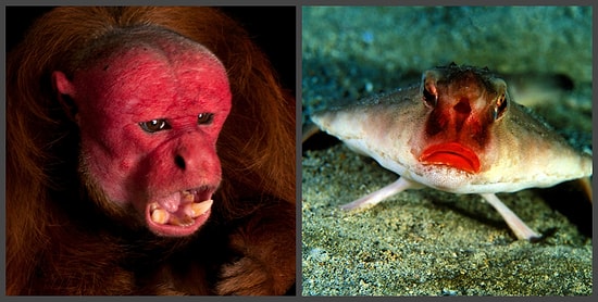 Самые непривлекательные создания планеты Земля