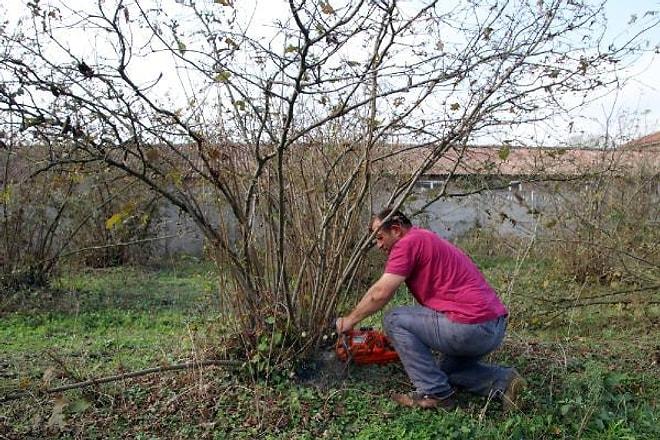 6 Dönümlük Bahçedeki Fındık Ağaçlarını Kesti: 'Onlar Düşmüş Brunson, Suriye Derdine Köylüyü Düşünen Yok'
