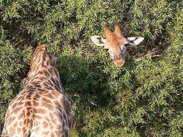 8. Сколько жирафов вы видите на фото?