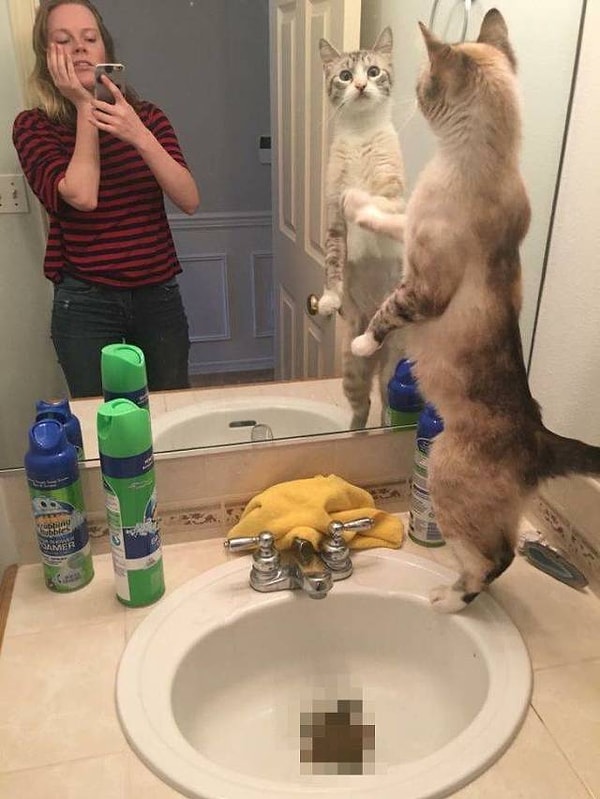 6. Кошки — это вам не только ми-ми-ми, но и такие вот подарочки