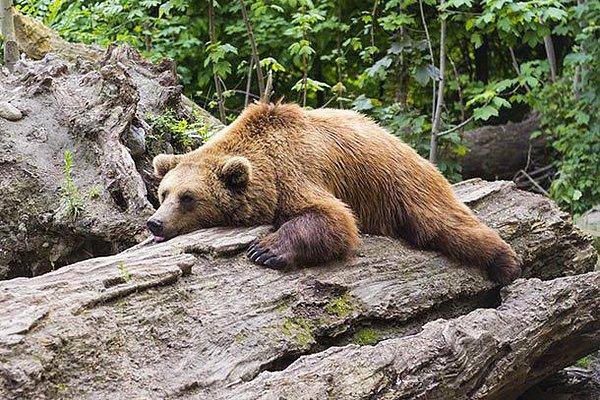 11. Alaska'da uyuyan bir ayıyı fotoğrafını çekmek için uyandırmak kesinlikle yasak.