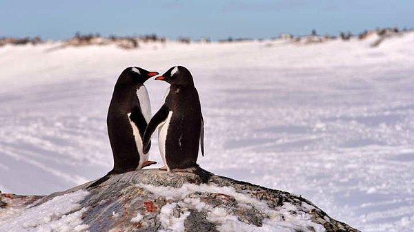 Sydney'deki deniz akvaryumunda ilişki yaşayan Sphen ve Magic isimli papua penguenleri, tüm dünyanın ilgisini çekti.