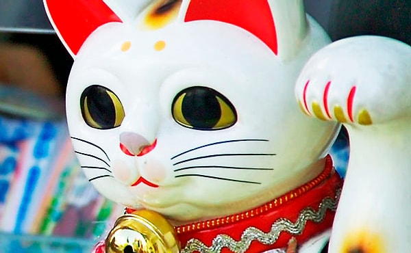 9. Откуда можно привезти этого милого котика?