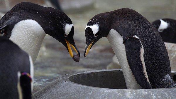 ''Yanlarına gidip baktığımızda, birbirlerine doğru eğildiklerini gördük. Birbirlerine eğilmek, penguen dilinde 'Seni seviyorum.' demek oluyor, gerçekten çok tatlılar.''
