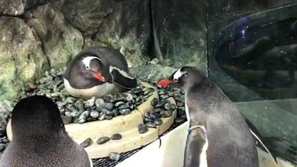 Akvaryumun sahipleri, yumurta yapan penguenleri gören Sphen ve Magic'in kendilerini dışlanmış hissetmemeleri için onlara oyuncak bir yumurta da vermişler.