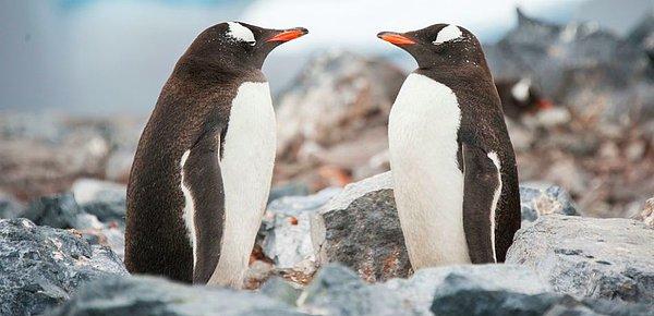 Dünya çevresinde birçok hayvanat bahçesi ve akvaryumda eşcinsel penguen çiftler var ancak bir yumurtaya kendi evlatlarıymış gibi şefkatle sahip çıkan ilk çift Sphen ve Magic.
