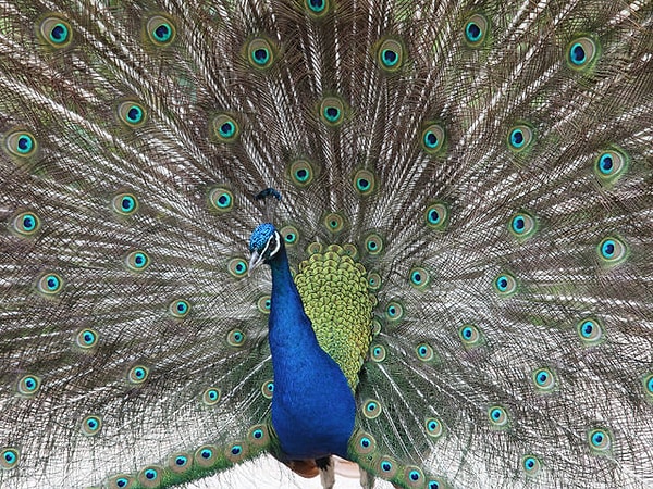 Уверенность!