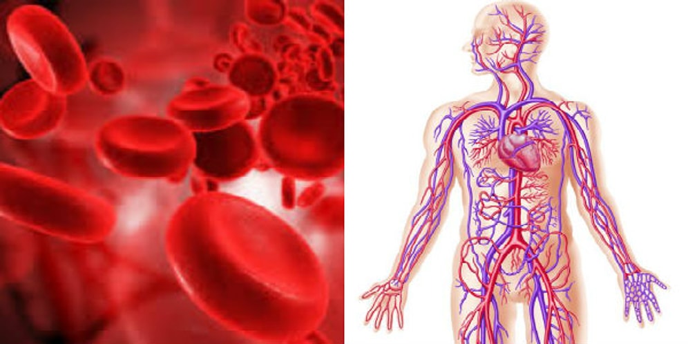 Kan Dolaşım Sistemi Hakkında Muhtemelen Bilmediğiniz 14 Önemli Bilgi