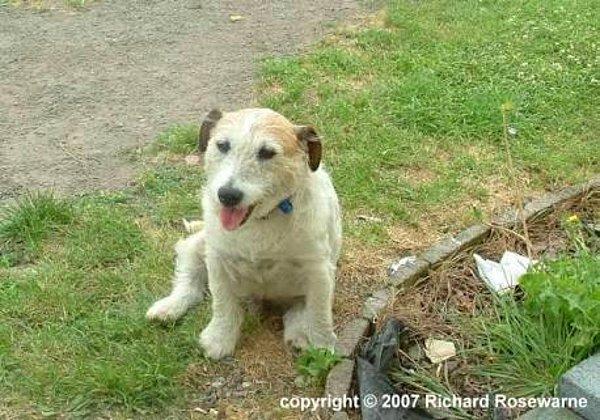 Jack Russell Terrier cinsi olan George, Manaia şehrinde sokakta oynayan çocukları 2 tane pitbullun saldırısından korurken aldığı yaralar sonucunda hayatını kaybetti.