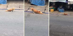 Yiyecek Alabilmek İçin Engelli Numarası Yapan Sahtekar Köpek