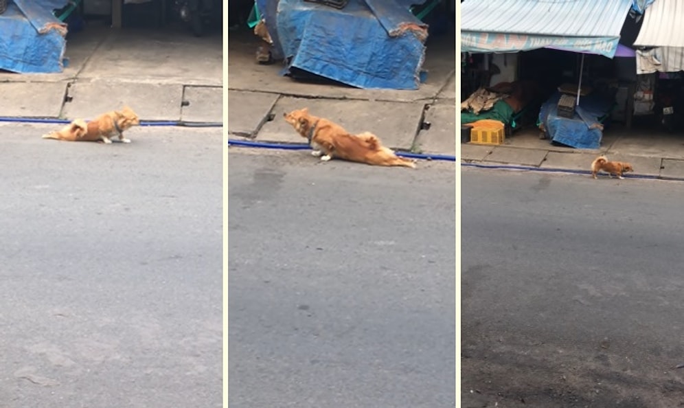 Yiyecek Alabilmek İçin Engelli Numarası Yapan Sahtekar Köpek