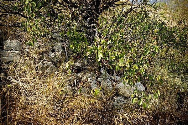 7. Кто-то спрятался от знойной жары. Кто же это?